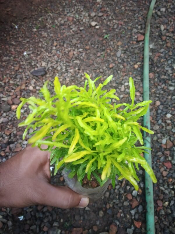 Aralia - Image 2