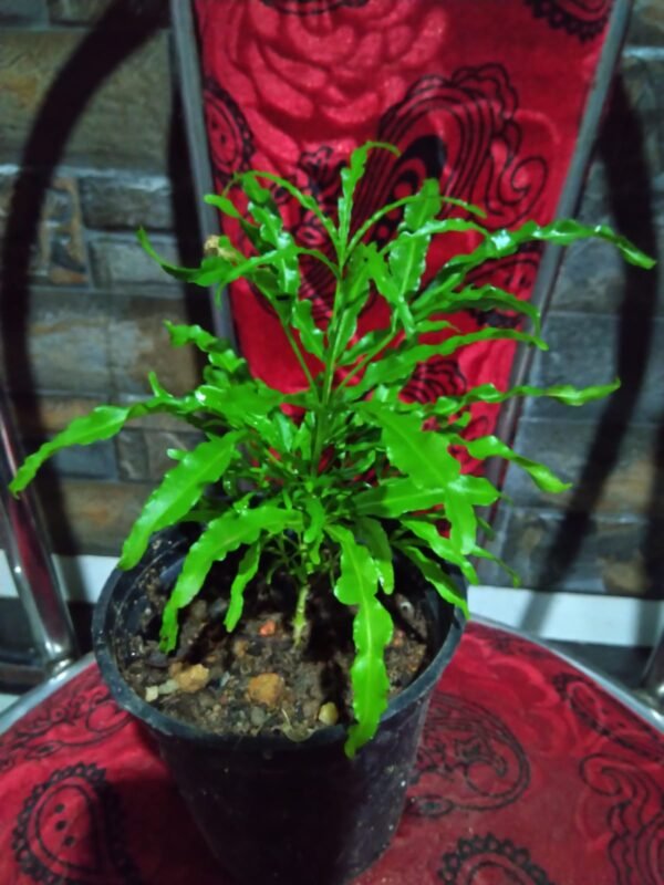 BALL ARALIA LONG - Image 2