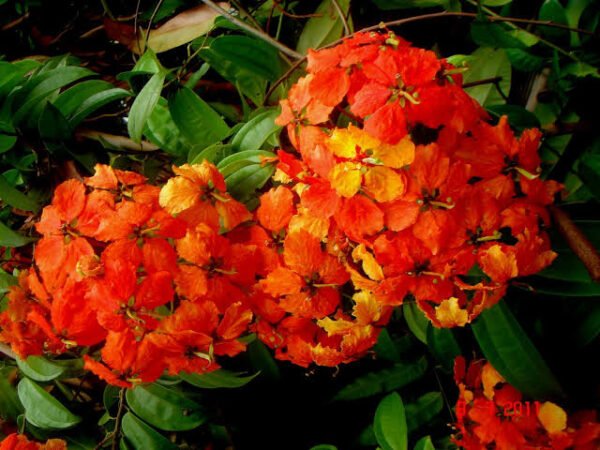 Bauhinia Kockiana