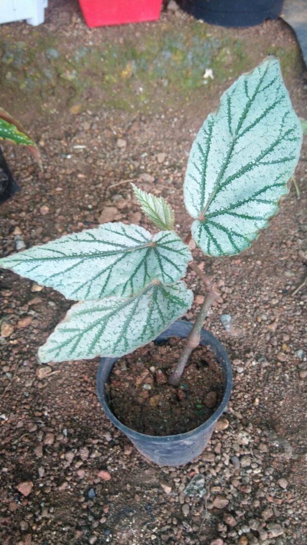 Begonia -3