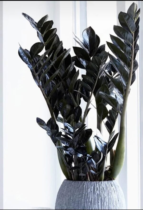 Black zz (2 to 3 stem)