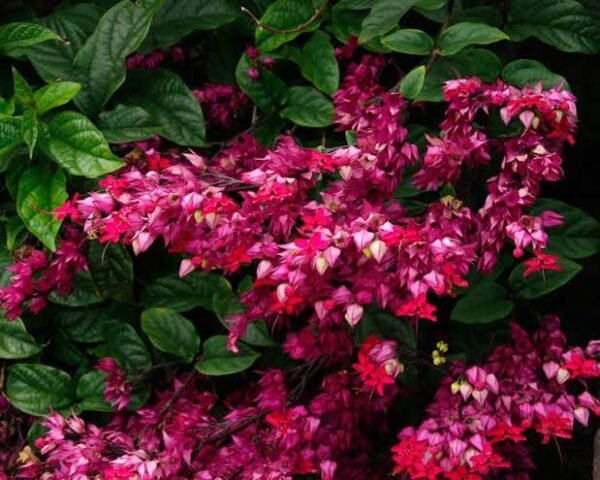 Bleeding heart Vine