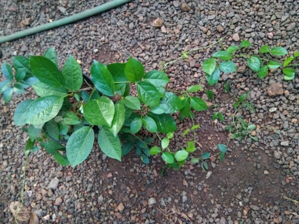 CATS CLAW - Image 2