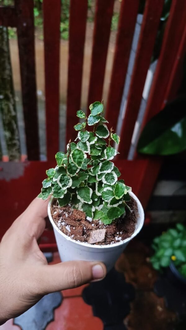 CREEPING FIG VARIGATED - Image 2