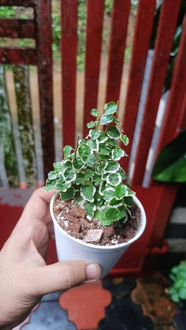 CREEPING FIG VARIGATED - Image 3
