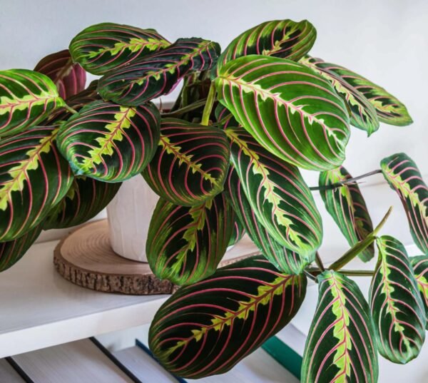 Calathia Prayer Plant