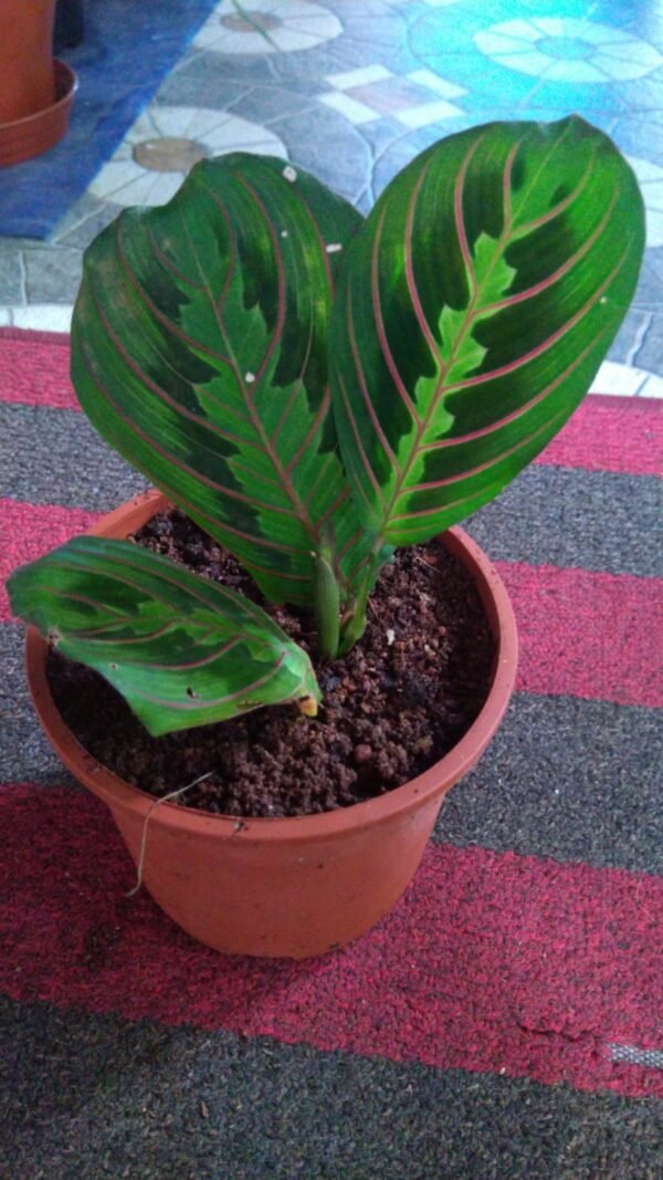 Calathia Prayer Plant - Image 2