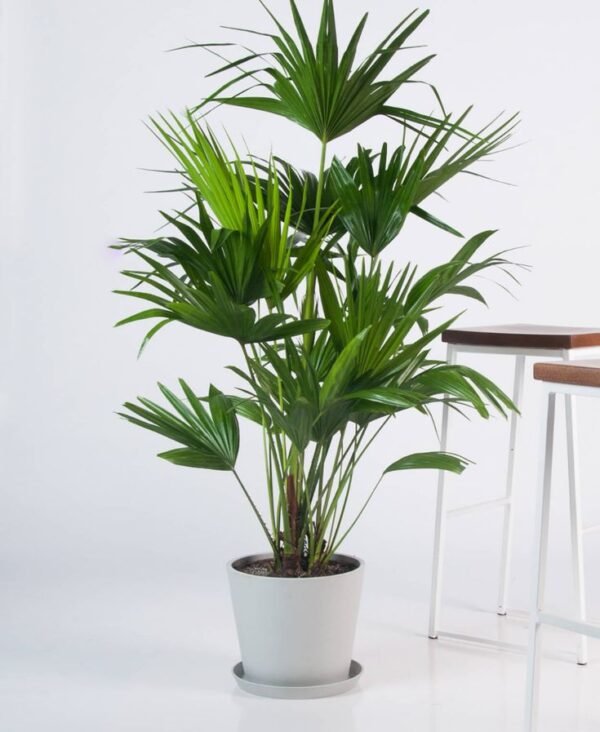 Chinese Fan Palm