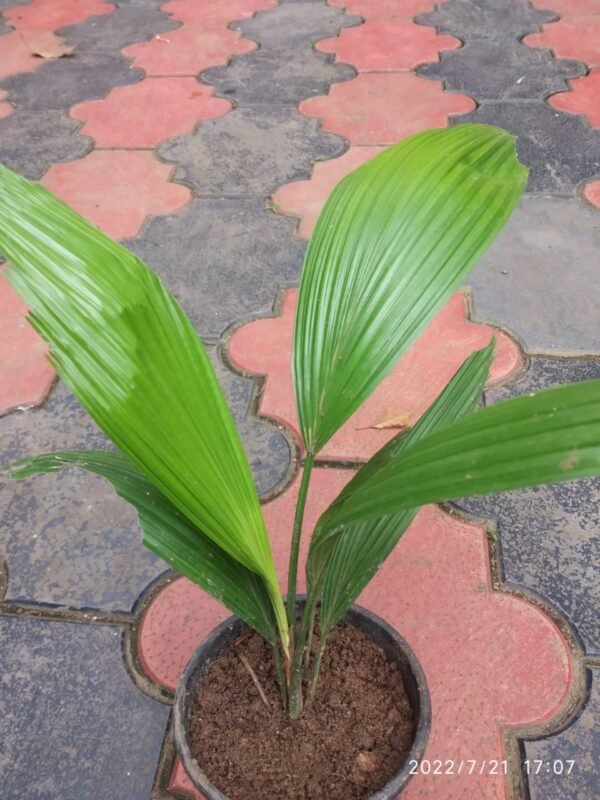 Chinese Fan Palm - Image 2