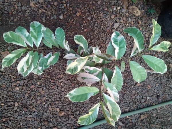 Chinese croton - Image 2