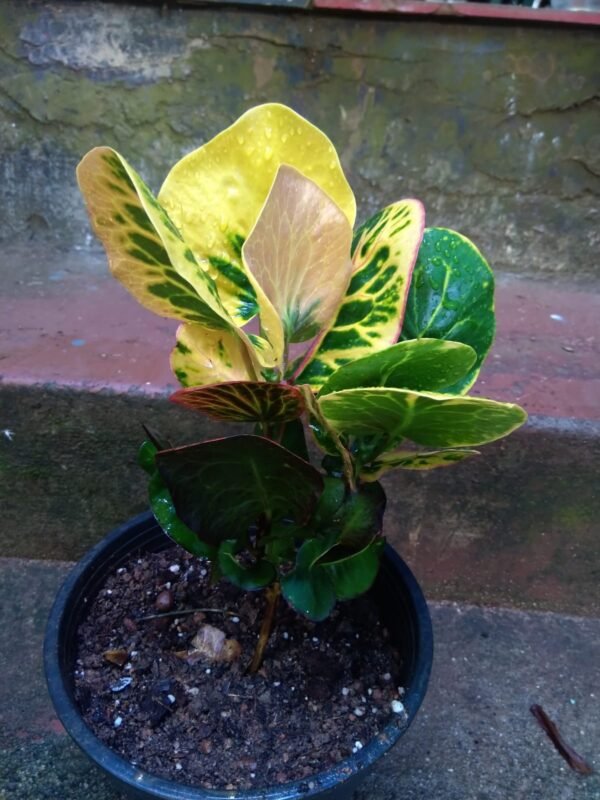 Croton Red Apple - Image 3