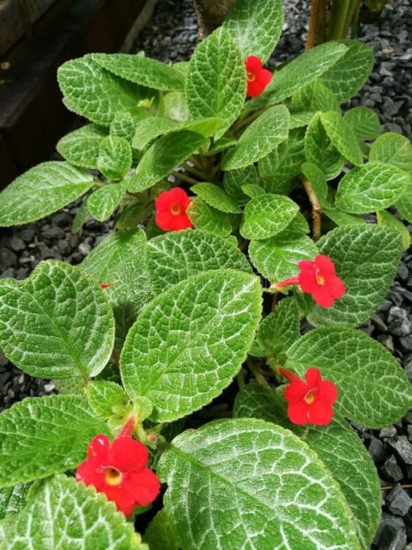 EPISCIA GREEN