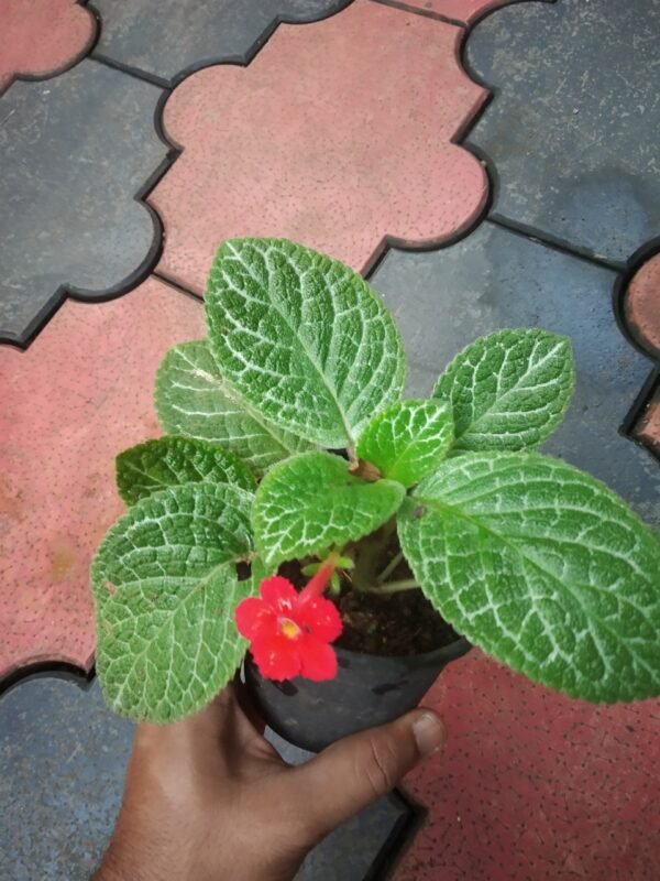 EPISCIA GREEN - Image 2