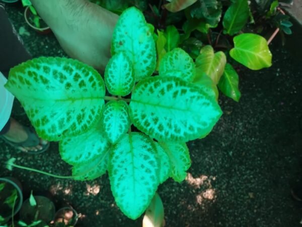 Episcia 11 - Image 2