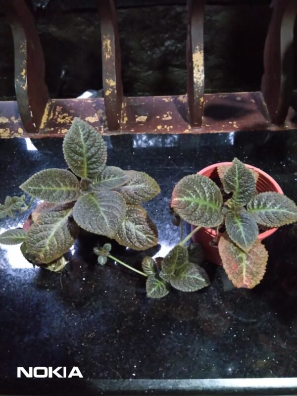 Episcia 1 - Image 2