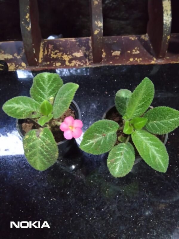 Episcia 2 - Image 2
