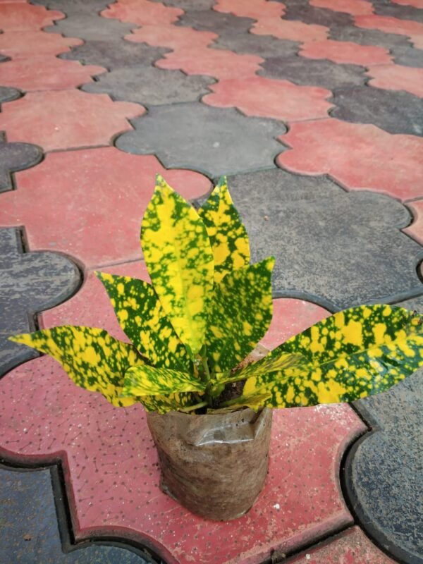 GOLD DUST CROTON - Image 2