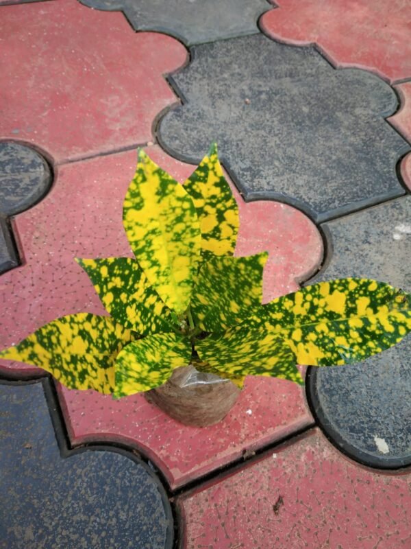 GOLD DUST CROTON - Image 3