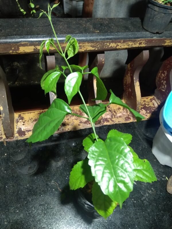 GOLDEN CASCADE MATURED - Image 2