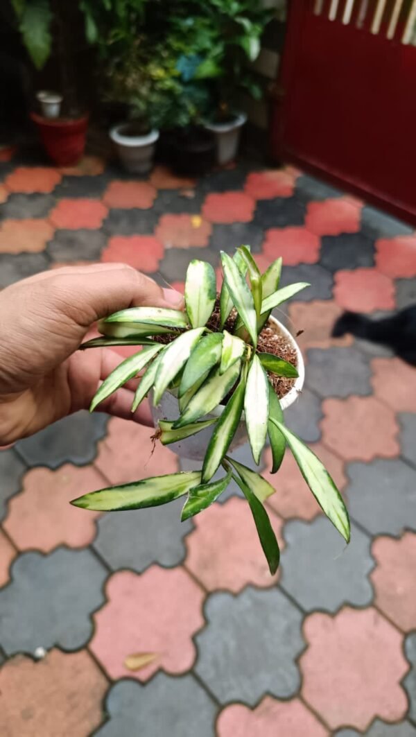 HOYA WAYETII TRICOLOR - Image 2