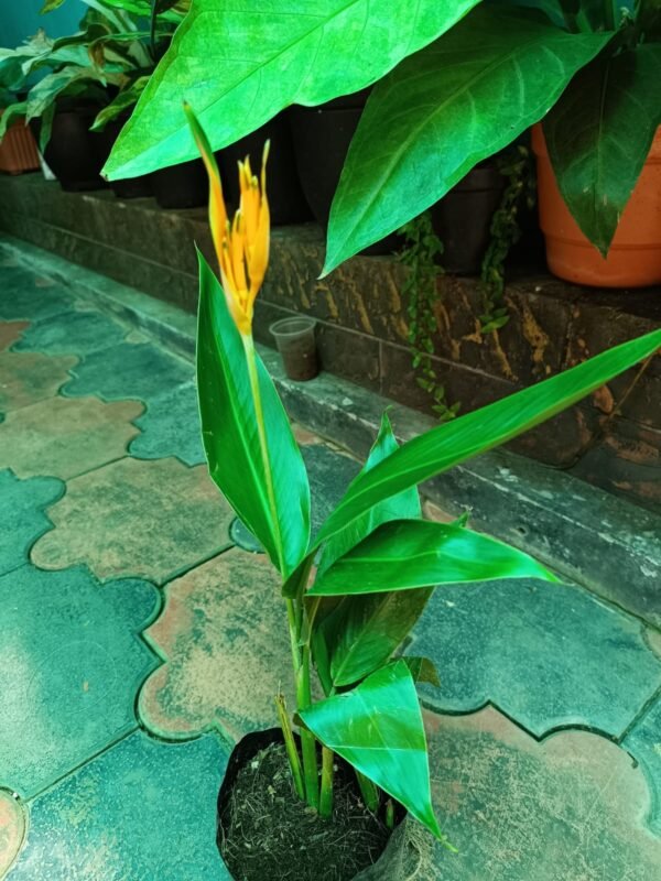 Heliconia Psittacorum Golden Tourch - Image 2