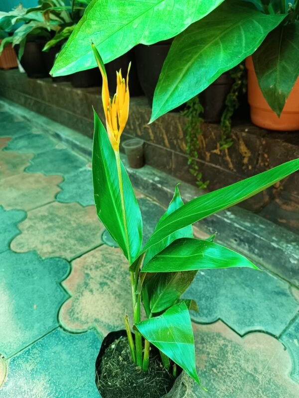 Heliconia Psittacorum Golden Tourch - Image 3