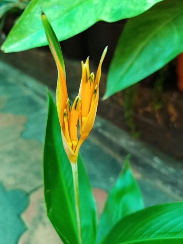 Heliconia Psittacorum Golden Tourch - Image 4