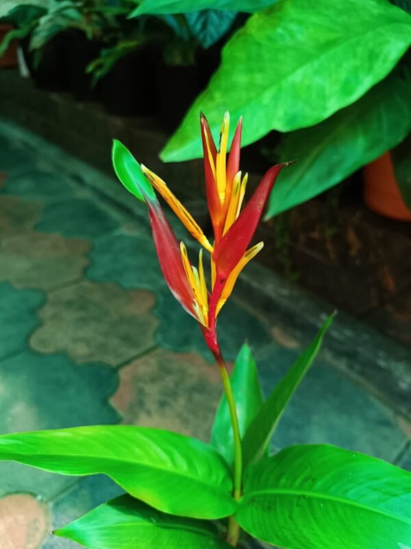Heliconia Psittacorum - Image 2