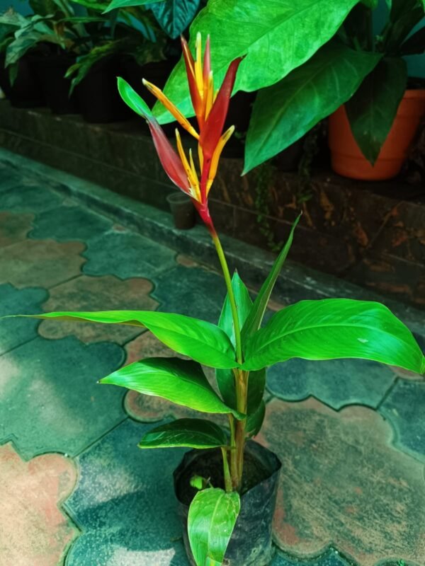 Heliconia Psittacorum - Image 3