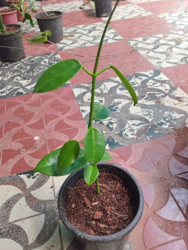 Hoya Affinis - Image 2