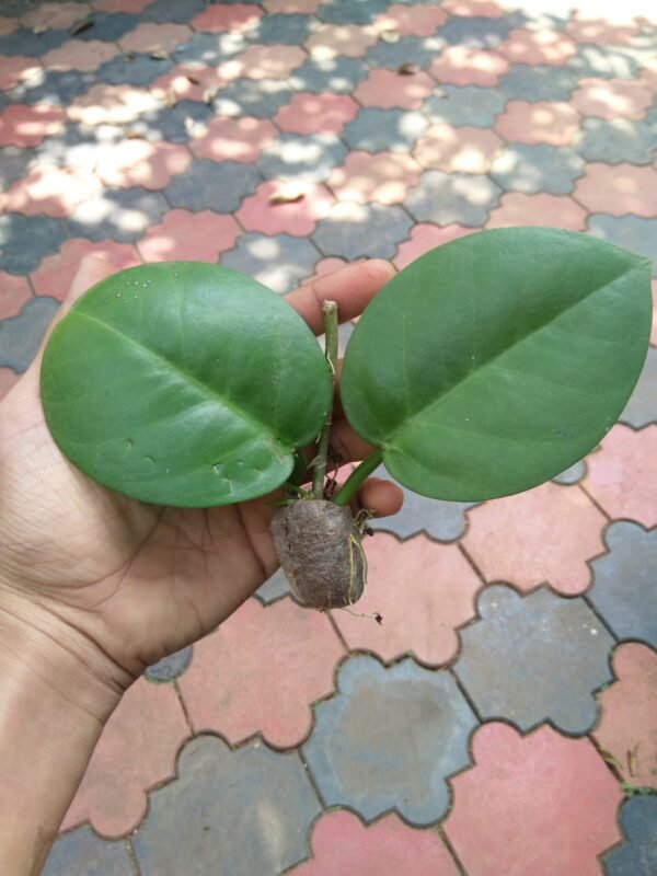Hoya Australis ssp tenuipes - Image 2