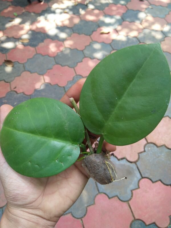 Hoya Australis ssp tenuipes - Image 3