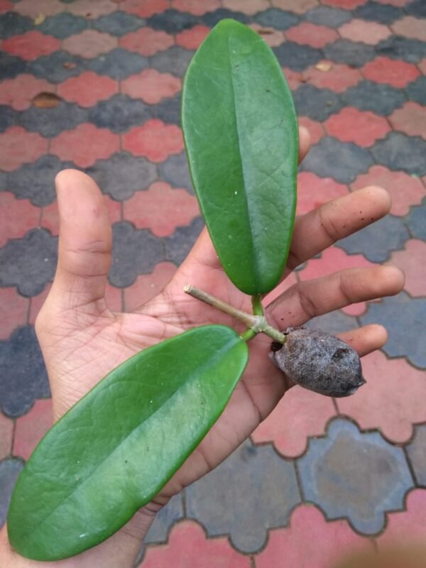 Hoya Coronaria Red - Image 2