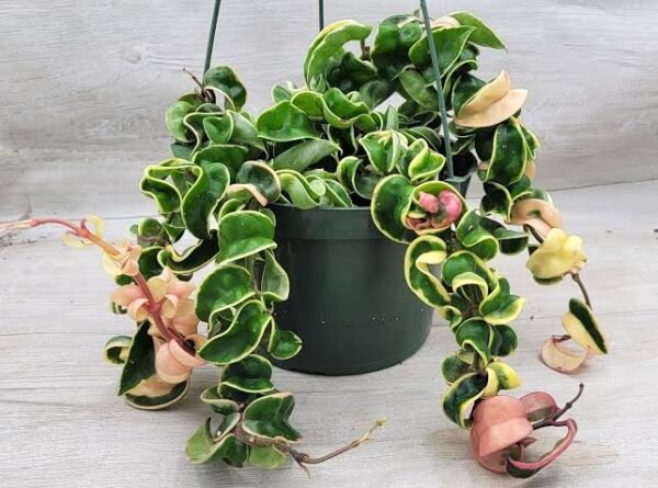 Hoya Hindu Rope Variegated
