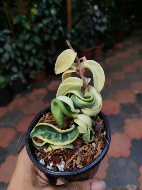Hoya Hindu Rope Variegated - Image 2