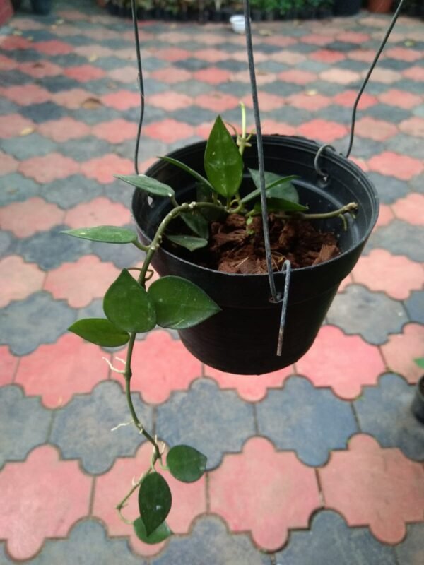 Hoya Krohniana Eskimo. - Image 2