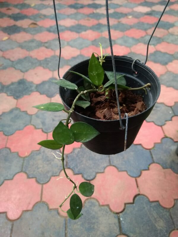 Hoya Krohniana Eskimo. - Image 3