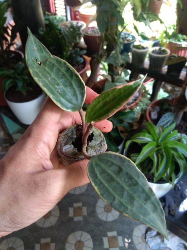 Hoya Macrophylla - Image 3