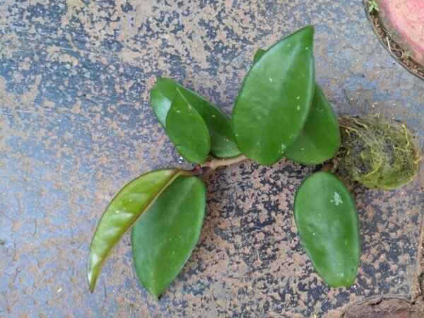 Hoya Pink - Image 2