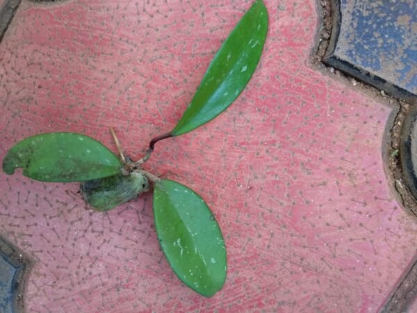 Hoya Parasitica - Image 2