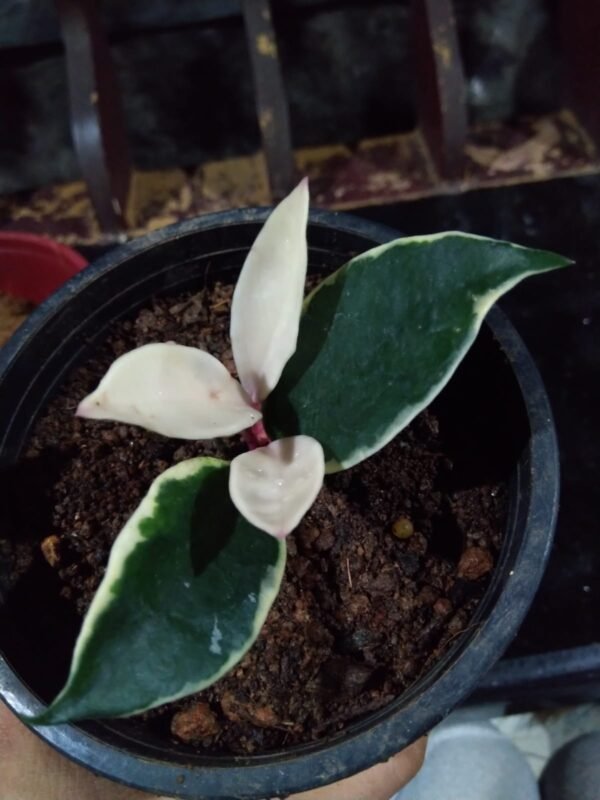 Krimson  Queen Hoya - Image 3