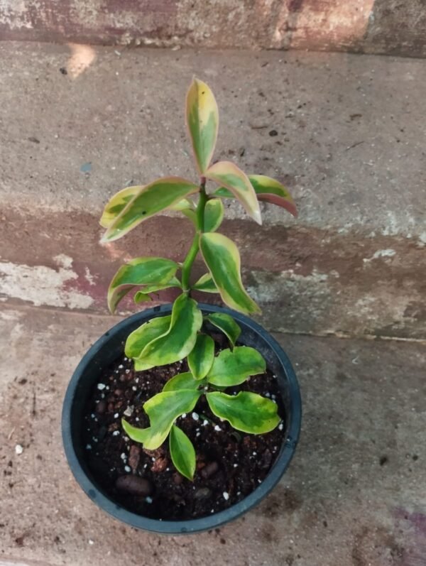 Lemon Vine Variegated - Image 2