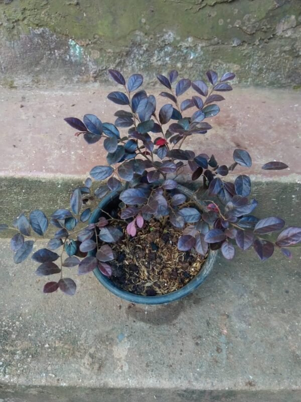 Loropetalum - Image 2