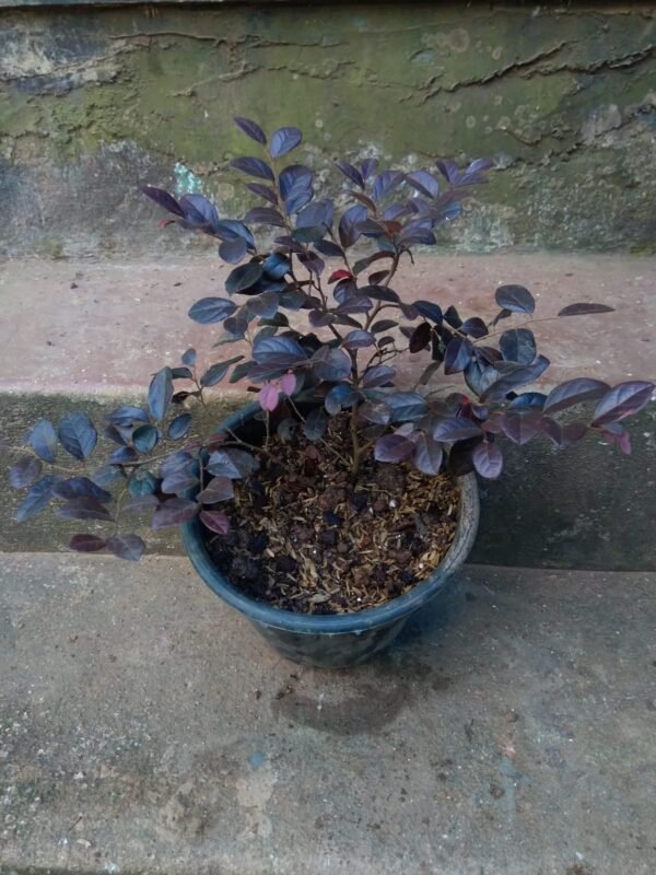 Loropetalum - Image 3