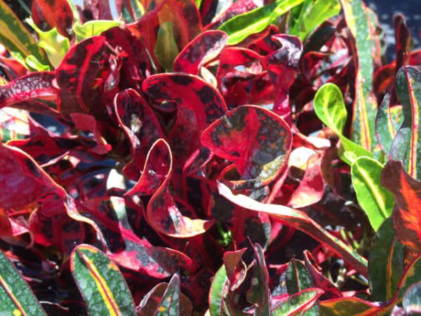 Mammy Red Croton