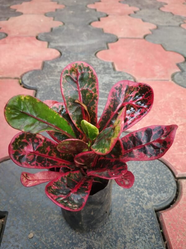Mammy Red Croton - Image 2