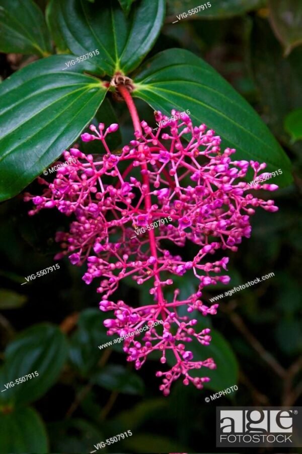 Medinilla pink