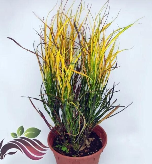 PAINT BRUSH CROTON
