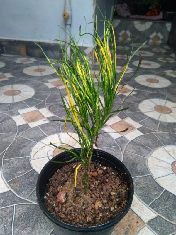PAINT BRUSH CROTON - Image 2