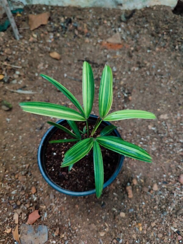 RHAPIS PALM VARIEGATED - Image 2